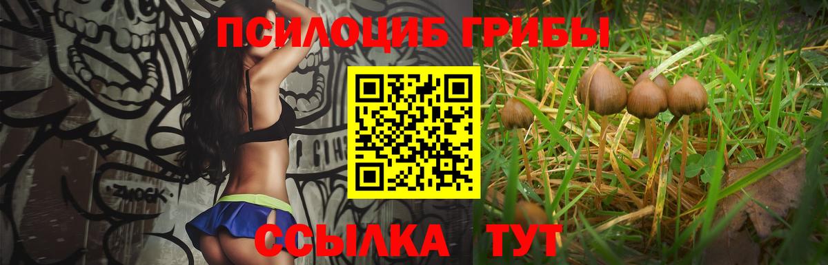 Псилоцибиновые грибы GOLDEN TEACHER Тверь